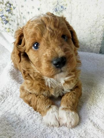 MIXボードゥードル:シェル