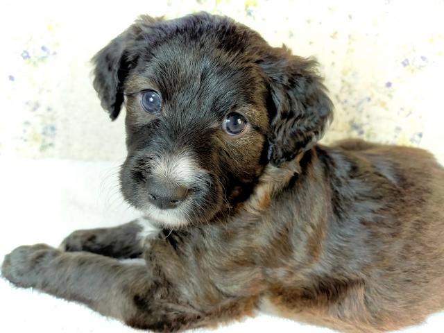 MIXボードゥードル：サンゴ