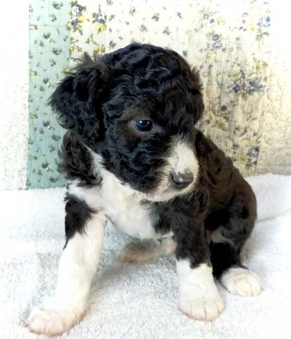 MIXボードゥードル：ニモ