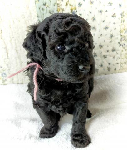 MIXボードゥードル:ココ