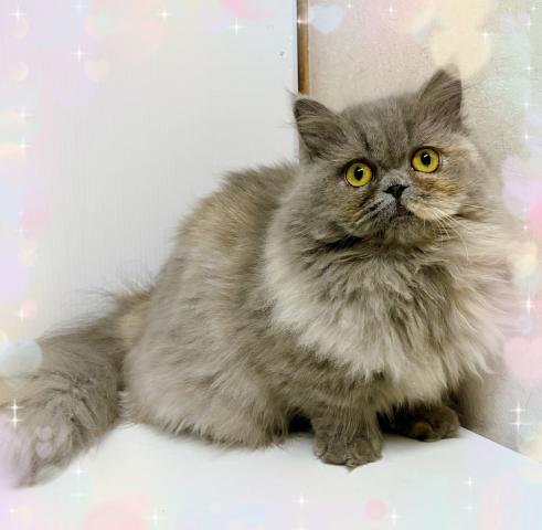 ミヌエット(旧ナポレオン)