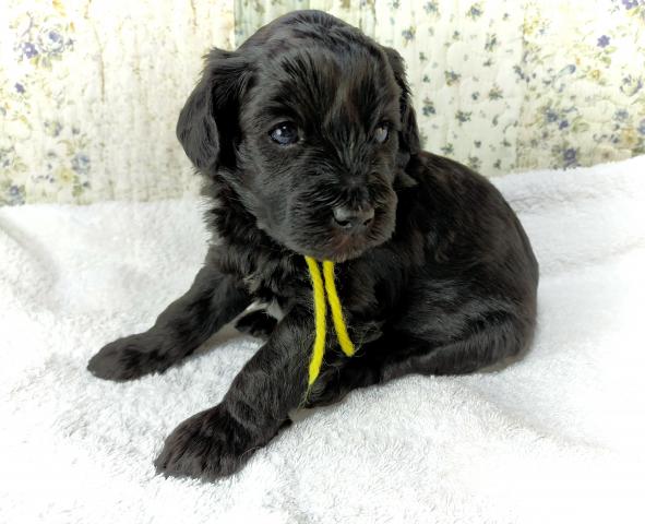 MIXボードゥードル:ビスコ