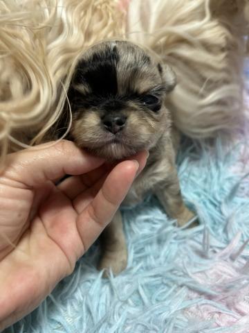 チワワ（ロングコート）