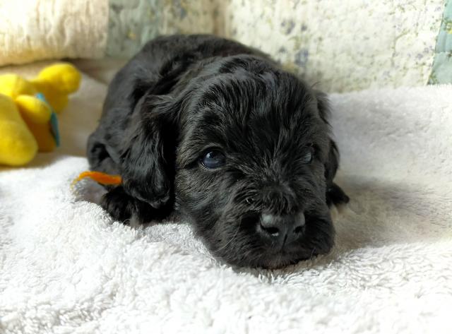 MIXボードゥードル:ニコ(トフィー)