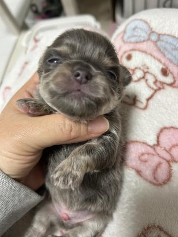 チワワ（ロングコート）