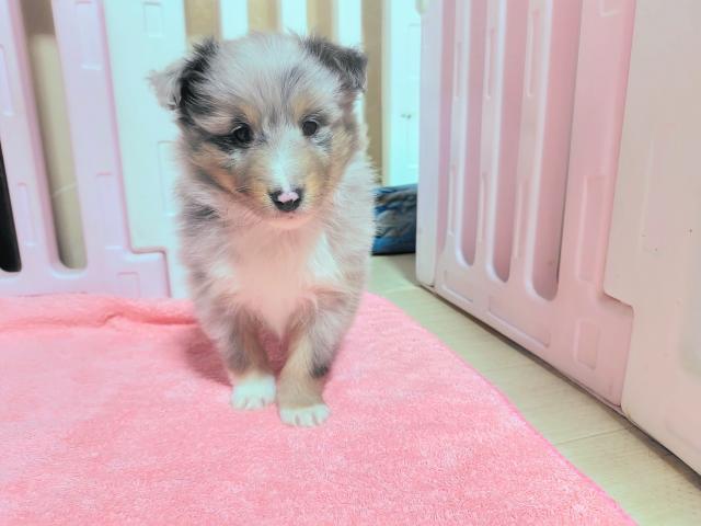 シェットランドシープドッグ