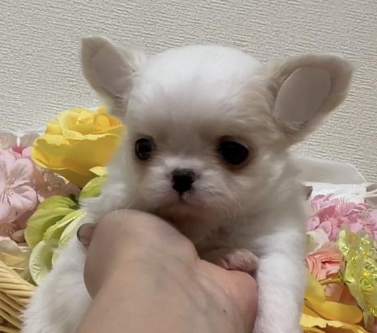 チワワ(ロングコート)