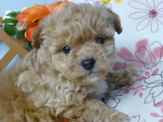 人見知りもあまり無くフレンドリーな女の子です