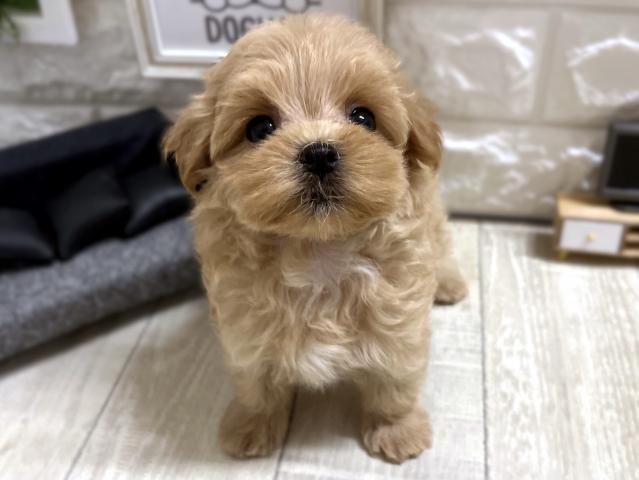 MIX☆*ﾟマルプー*☆