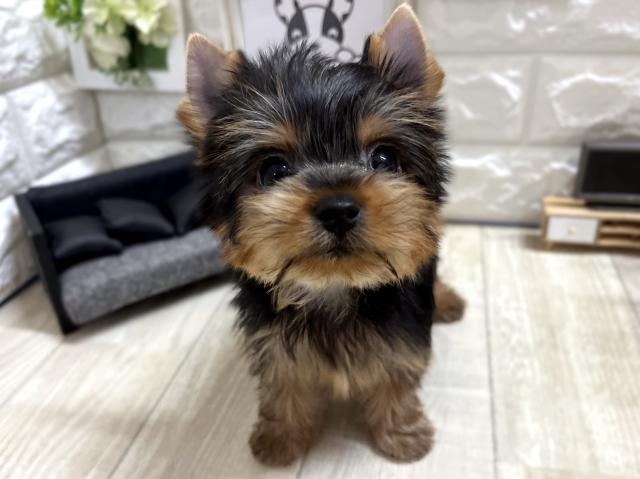 ヨークシャーテリア