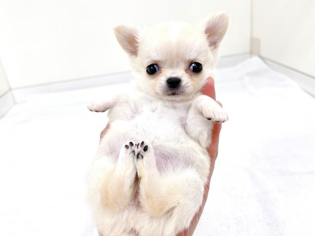 チワワ（ロングコート）