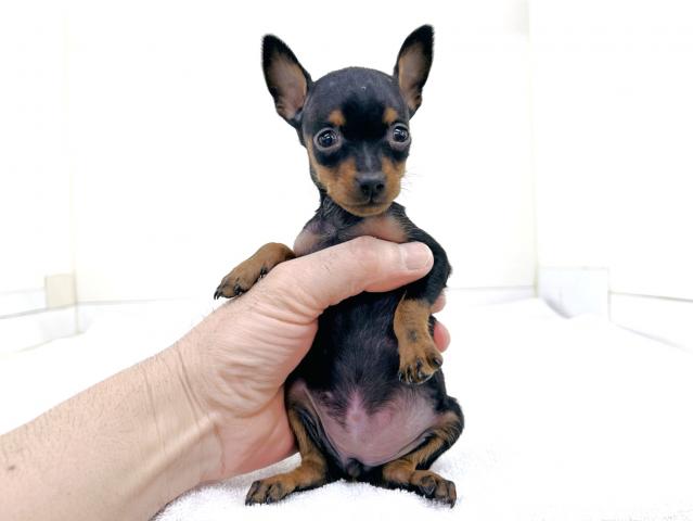 ミニチュアピンシャー