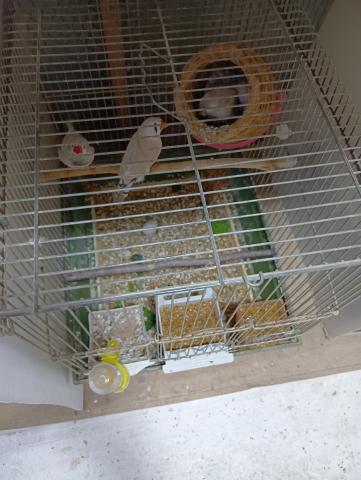 キンカペアＣＦＷとライトバック