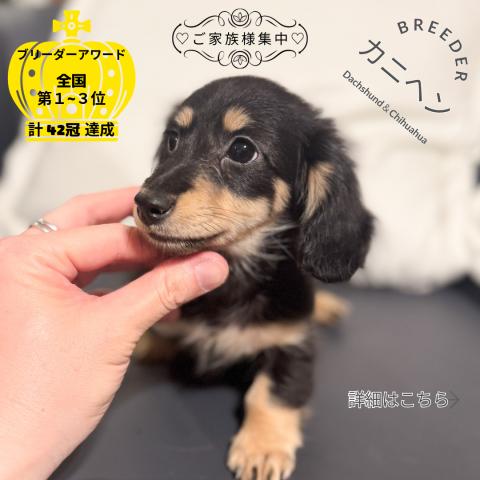 カニヘンダックスフンド ロング