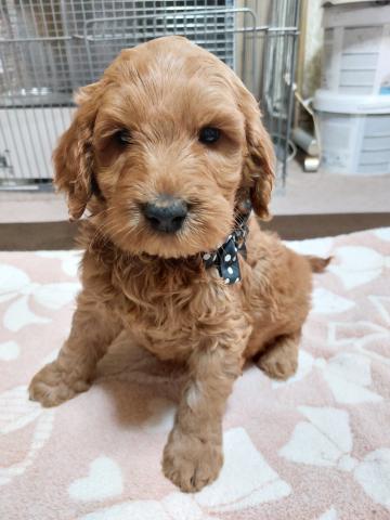 ゴールデンドゥードルF1b