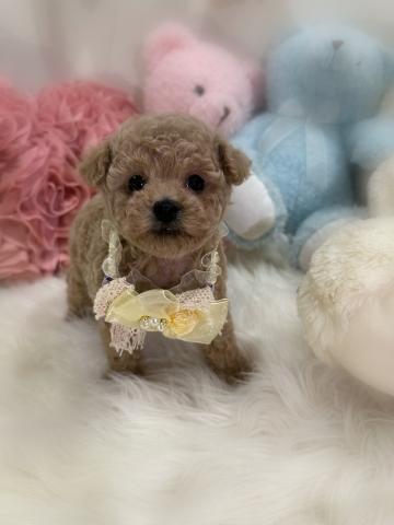 トイプードルタイニープードル