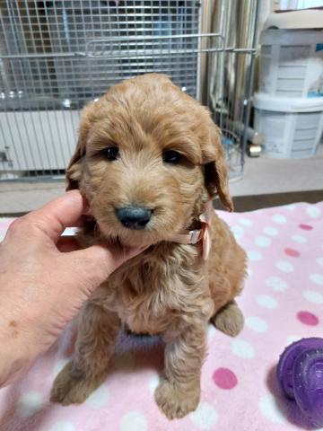 ゴールデンドゥードルF1b