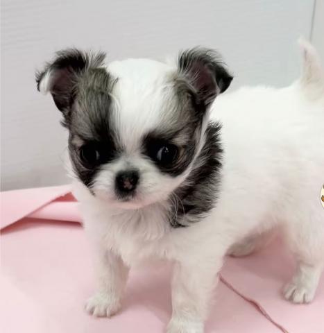 チワワ（ロングコート）