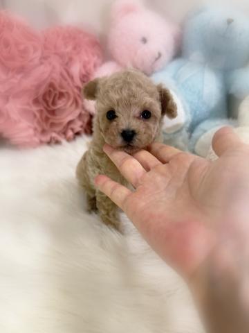 トイプードルティーカッププードル