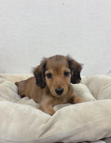 ミニチュアダックスフンド