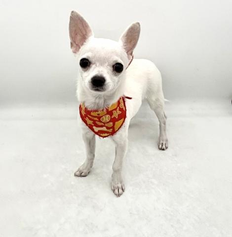 チワワ(スムースコート)