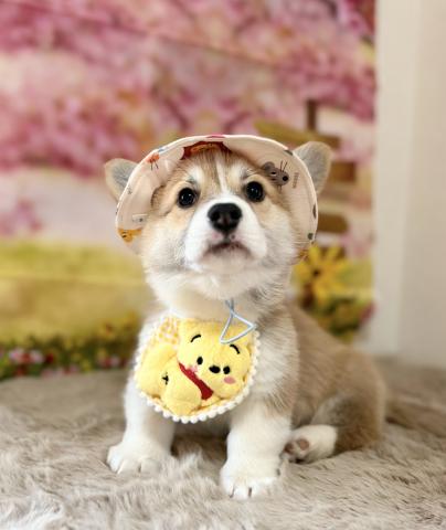 ウェルシュコーギーペンブローク