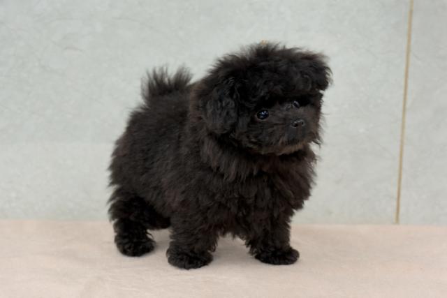 ハーフ(ポメラニアン×プードル)