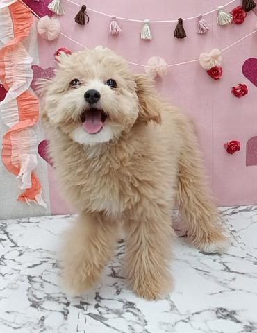 まんまるお顔のふわふわちゃん！