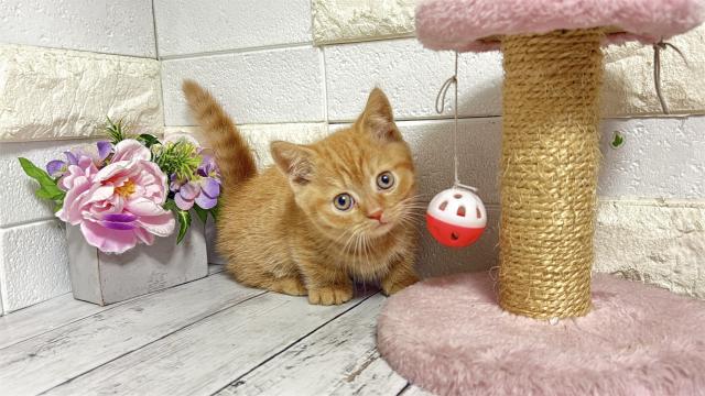 マンチカン（短足）