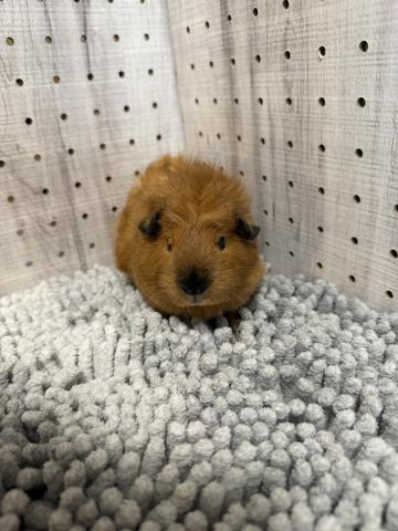 アビシニアンスモーク