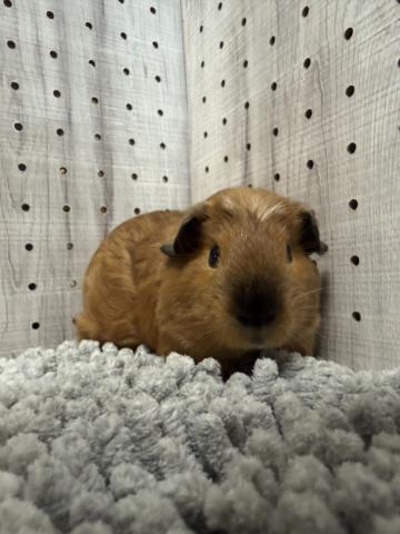 クレステッドスモーク