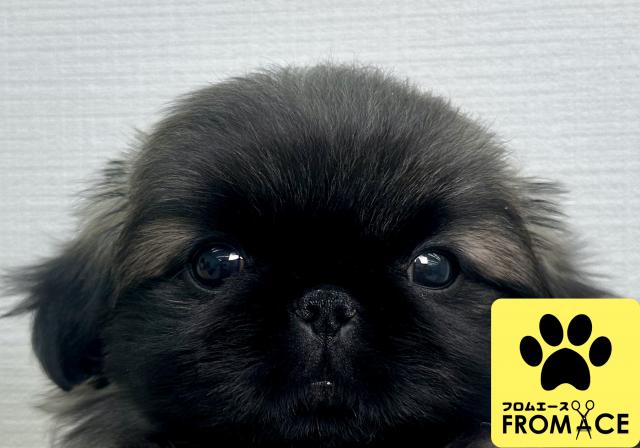 父親遺伝子検査プレカリクレイン欠乏症クリア