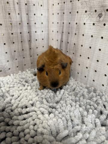 アビシニアンスモーク