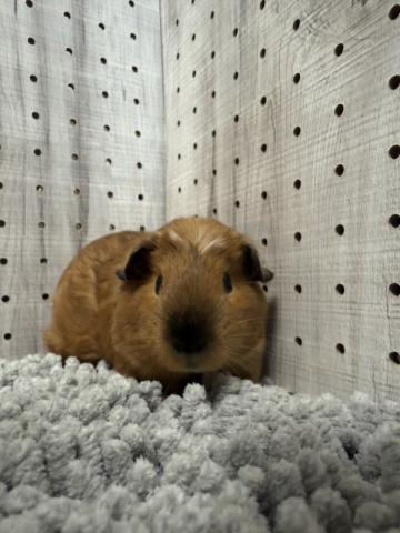 クレステッドスモーク