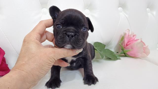 フレンチブルドッグ