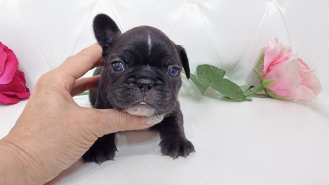 フレンチブルドッグ