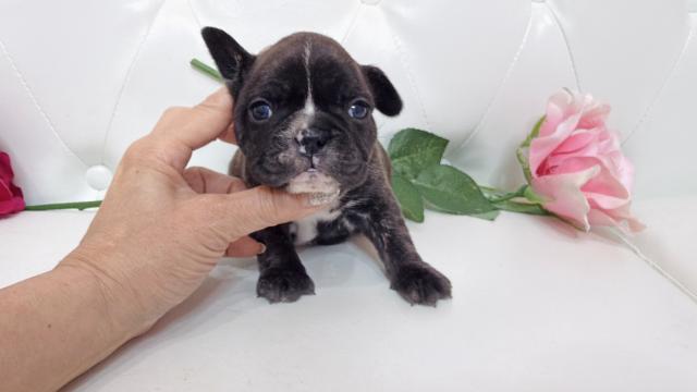 フレンチブルドッグ