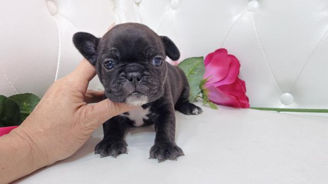 フレンチブルドッグ