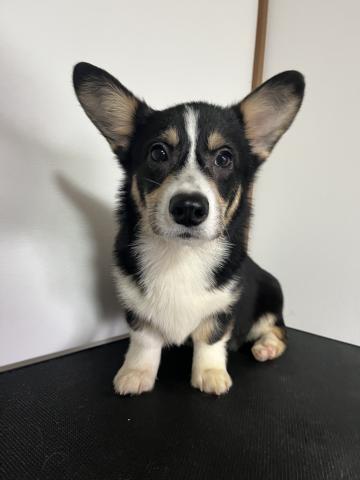 ウェルシュコーギーペンブロークトライカラー（ブラックヘッド）