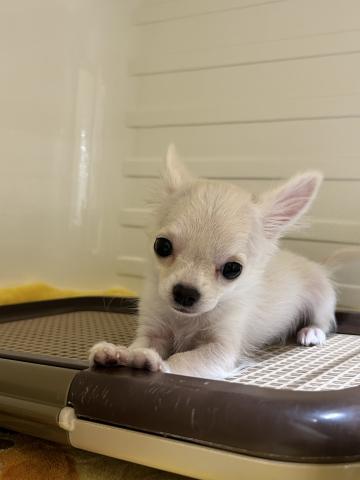 チワワ（ロングコート）