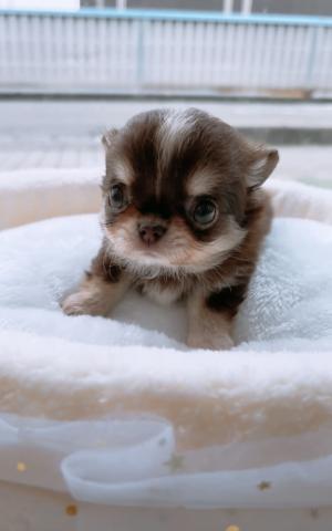 チワワ（ロングコート）