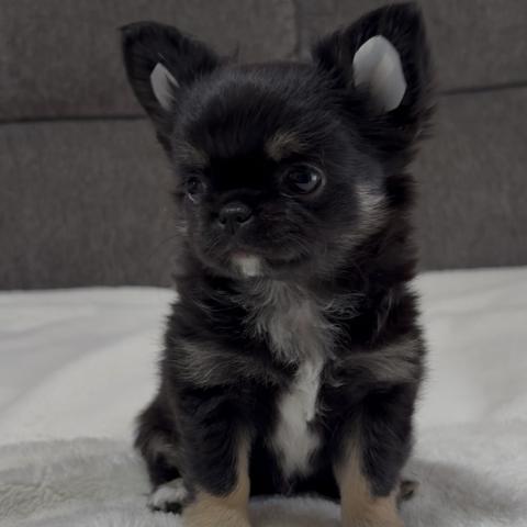 チワワ（ロングコート）