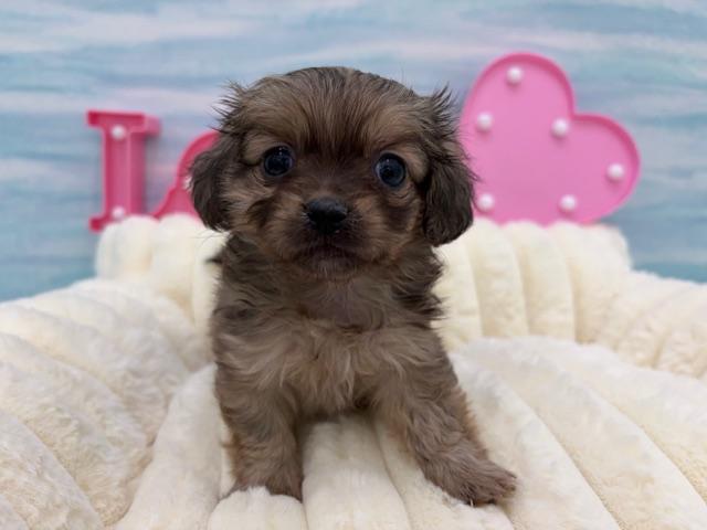 MIXペキニーズ×ミニチュアダックスフンド