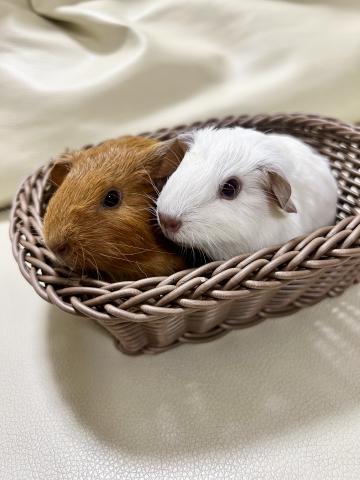 ロシアンスモークモルモット