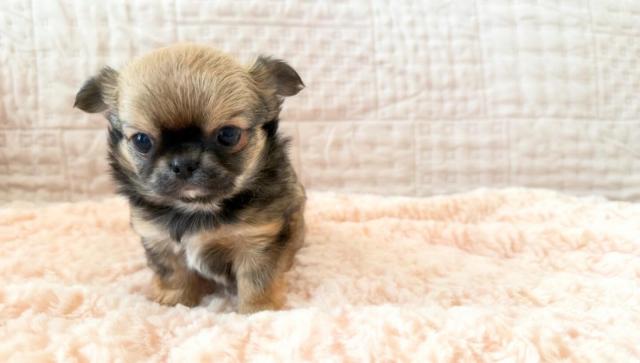 チワワ(ロングコート)