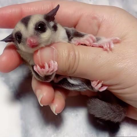 ミニマルモザイクヘテロクリミノ・リューシ