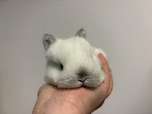 ネザーランドドワーフ