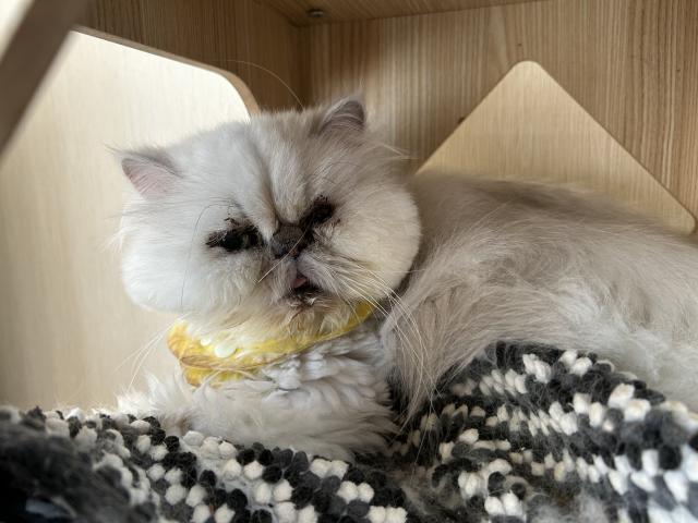 ペルシャ・ヒマラヤンチンチラ