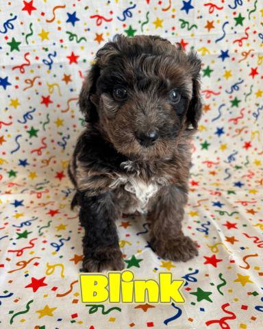 MIXバーニードゥードル