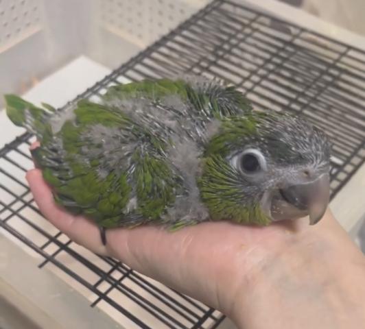 コミドリコンゴウインコ